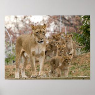 Póster Cubos de león africanos con madre