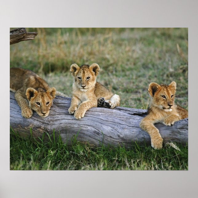 Póster Cubos de león en log, Panthera leo, Masai Mara, 2 (Frente)