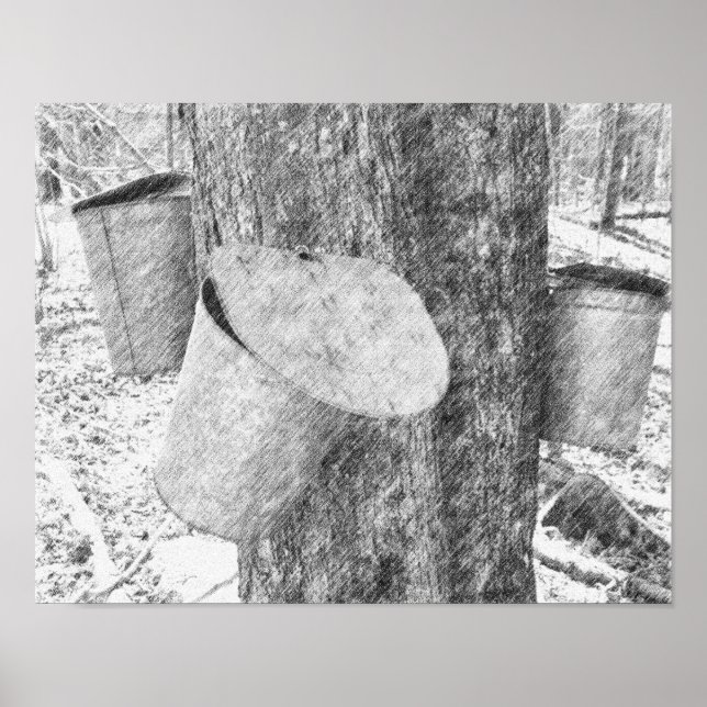 Póster Cubos De Maple Sap En El Árbol De Lápiz Negro (Frente)