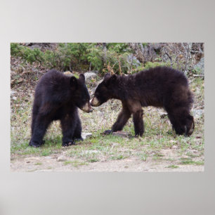 Póster Cubos de oso negro