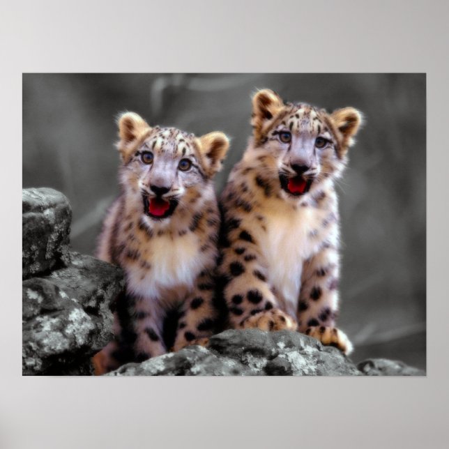 Póster Cubs de leopardo de la nieve (Frente)