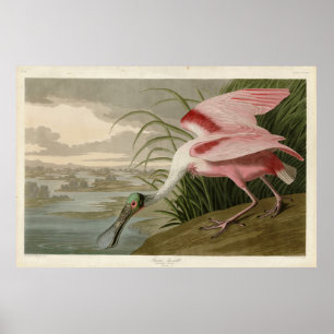 Póster Cucharada de rosas de los pájaros de América de Au