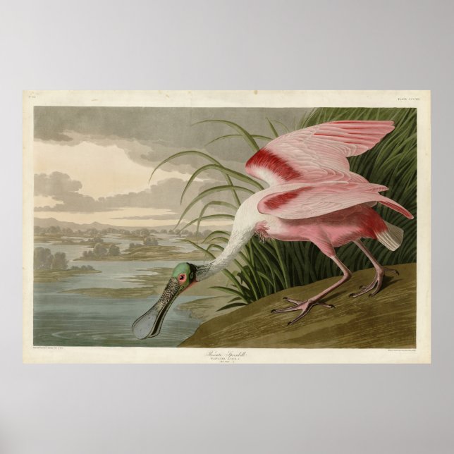 Póster Cucharada de rosas de los pájaros de América de Au (Frente)
