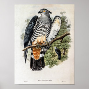 Póster Cúcharo de Gurney por John Gould