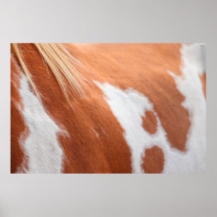 Póster Cuchillo de caballo animal equino tan