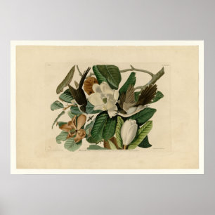 Póster Cucino de aleta negra