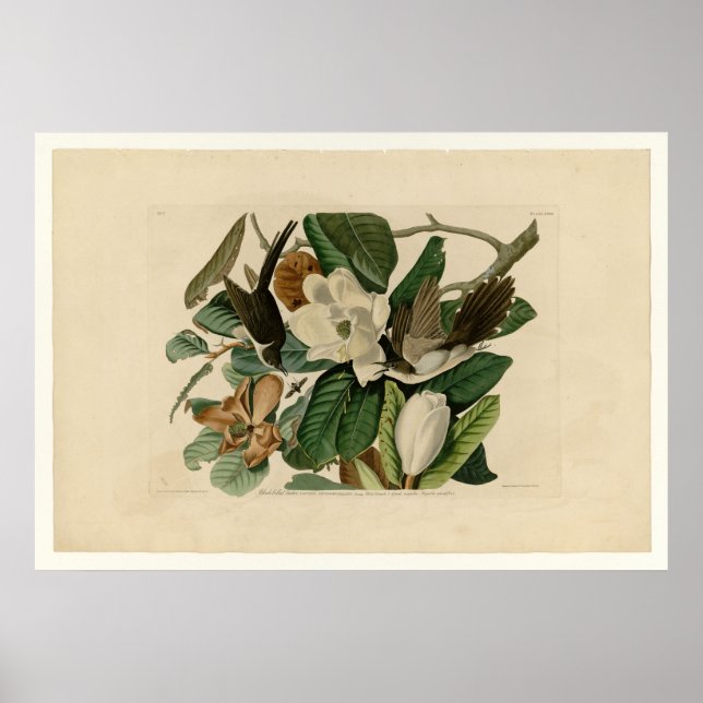 Póster Cucino de aleta negra (Frente)