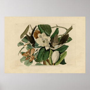 Póster Cucú de factura negra - Aves de América de Audubon
