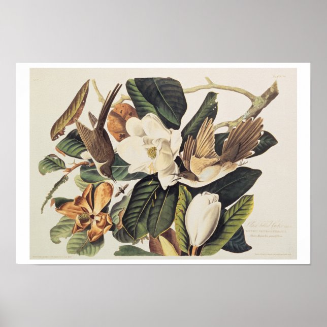 Póster Cucú de la Magnolia Grandiflora, 1828, con billete (Frente)