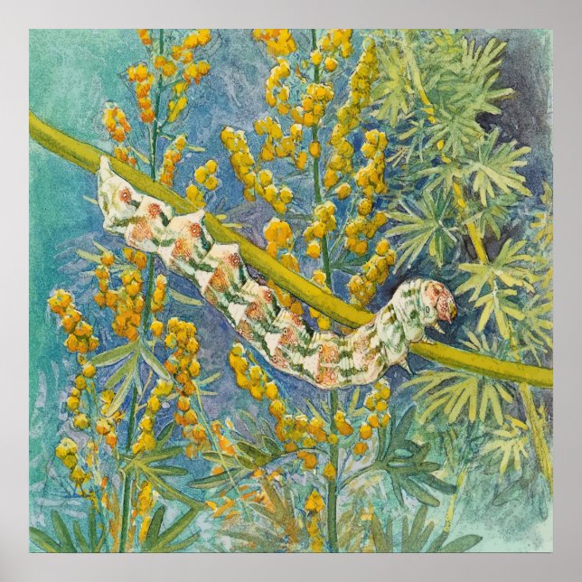 Póster Cucullia Absinthii Wormwood Caterpillar (Frente)
