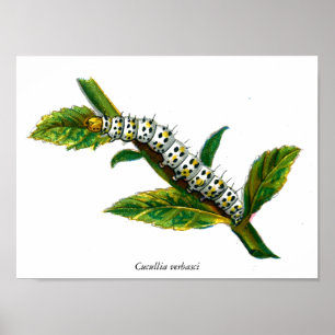 Póster Cucullia verbasci caterpillar