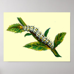 Póster Cucullia verbasci caterpillar
