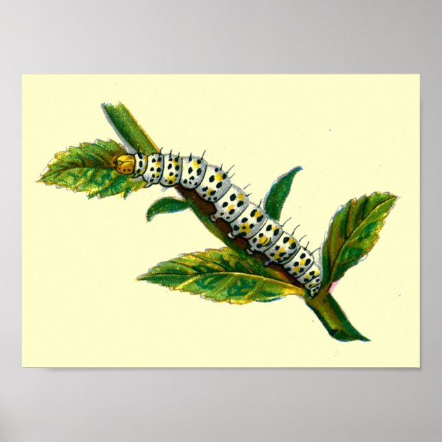 Póster Cucullia verbasci caterpillar (Frente)