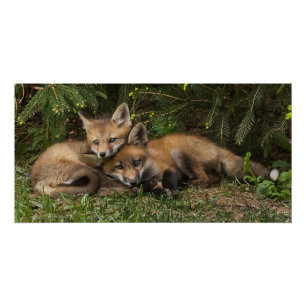 Póster Cudddling Fox Kits