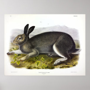 Póster Cuebre Polar, Cuebre Ártica, Lepus arcticus por Au