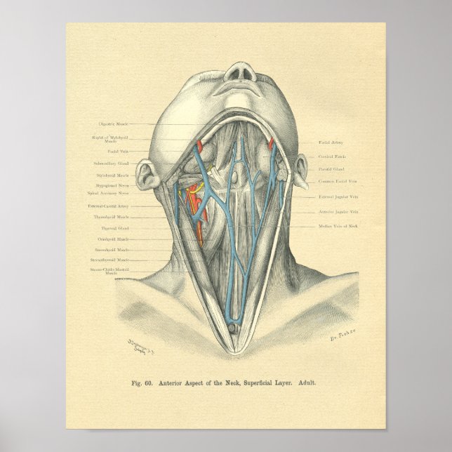 Póster Cuello anterior anatómico de la escarcha vendimia (Frente)