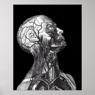 Póster Cuello médico de la cabeza de la anatomía del