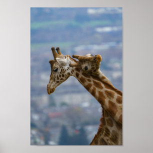 Póster Cuello y cuello de jirafas