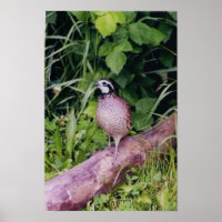 Cuenca Bobwhite del norte