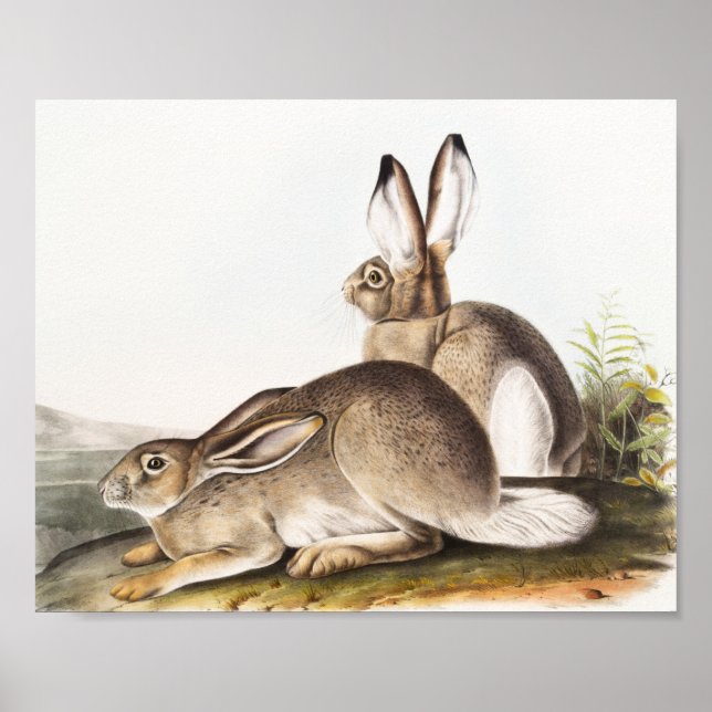 Póster Cuenca de la Montaña Rocosa de Townsend (Lepus Tow (Frente)