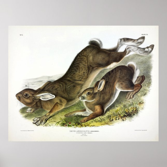 Póster Cuenca del Norte (Lepus Americanus) por Audubon (Frente)