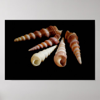 Póster Cuernos marinos