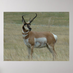 Póster Cuernos torcidos del antílope de A37 Pronghorn