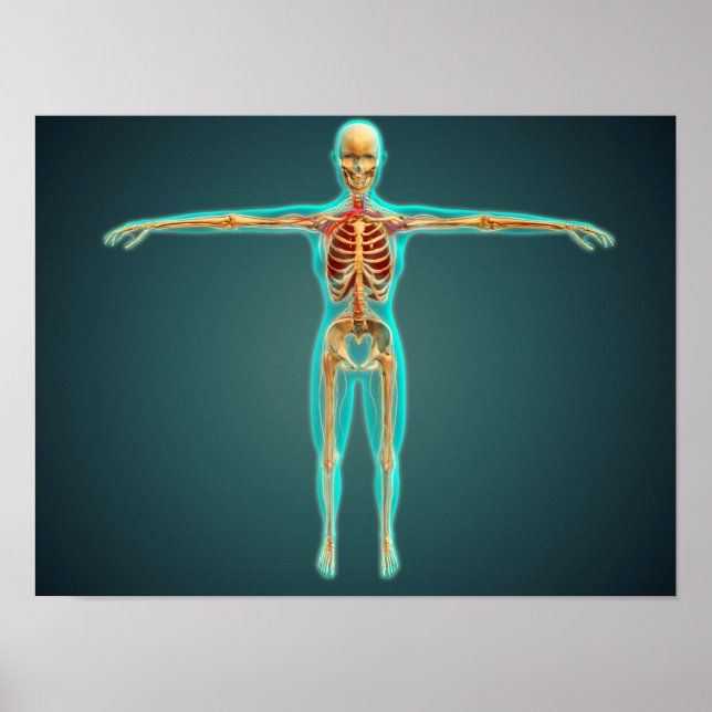 Póster Cuerpo humano que muestra el sistema esquelético,  (Frente)