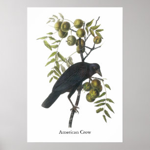 Póster Cuervo americano, John James Audubon