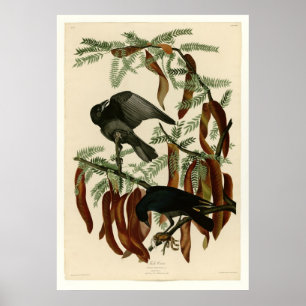 Póster Cuervo de los pescados