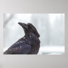 Póster Cuervo en nieve