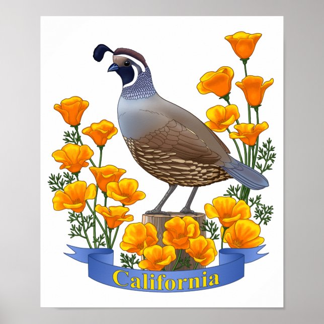 Póster Cueva de aves del estado de California y amapola d (Frente)