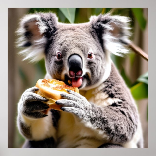 Póster Cuidada kala australiana comiendo un pastel de car (Frente)