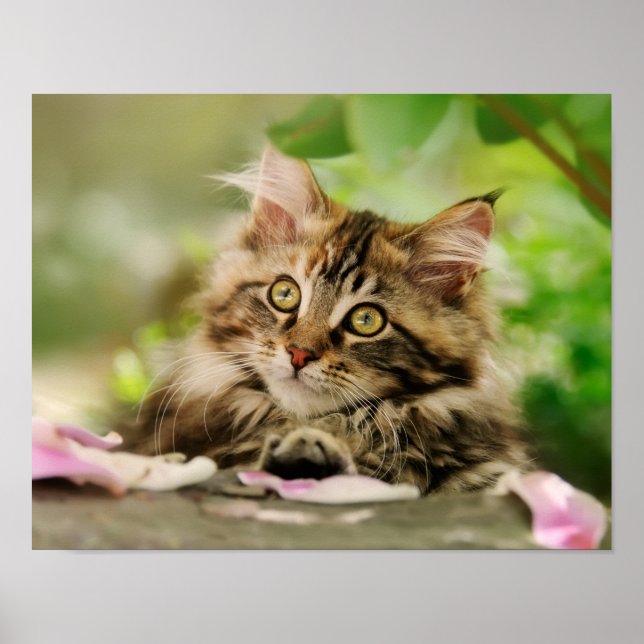 Póster Cuidada Tabby Maine Coon Cat Kitten Fluffy Head Ph (Frente)