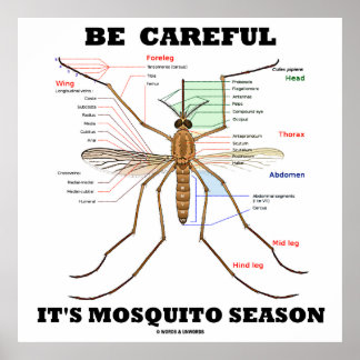 Póster Cuidado con la temporada de mosquitos (anatomía de