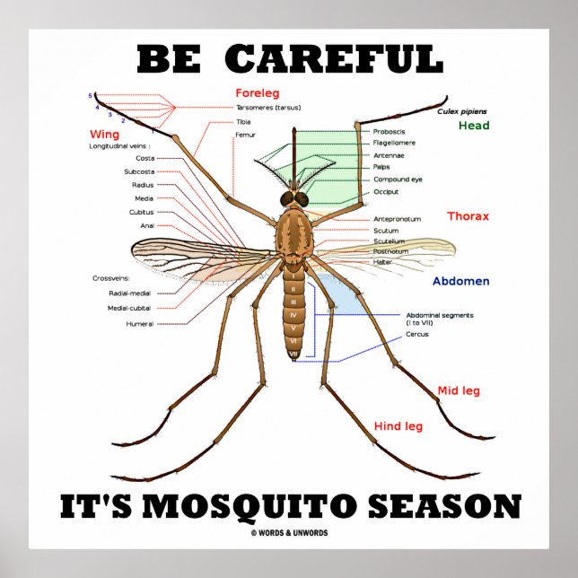 Póster Cuidado con la temporada de mosquitos (anatomía de (Frente)