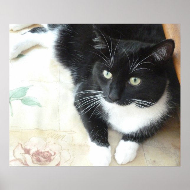 Póster Cuidado gato blanco y negro (Frente)
