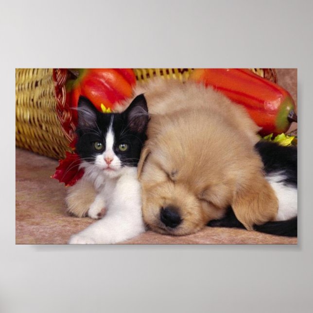 Póster Cuidados mascotas (Frente)
