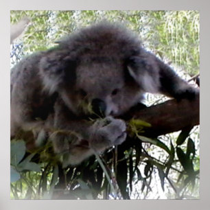 Póster Cuidadoso Koala