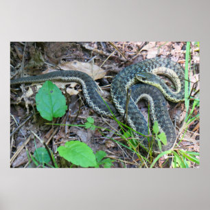 Póster Culebra de jardín oriental en Cape Cod