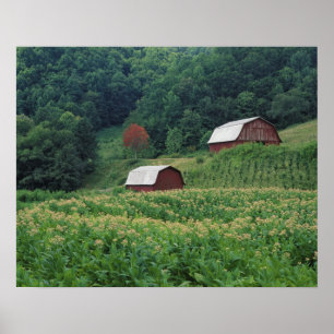 Póster Cultivo de tabaco y par de granos de tabaco rojos