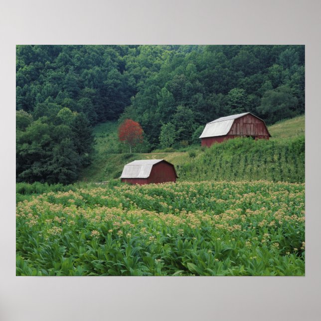 Póster Cultivo de tabaco y par de granos de tabaco rojos  (Frente)