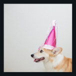 Póster Cumpleaños Pembroke Welsh Corgi Dog<br><div class="desc">Gorra de cumpleaños de perro Corgi</div>
