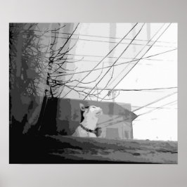 Póster Cuna del gato