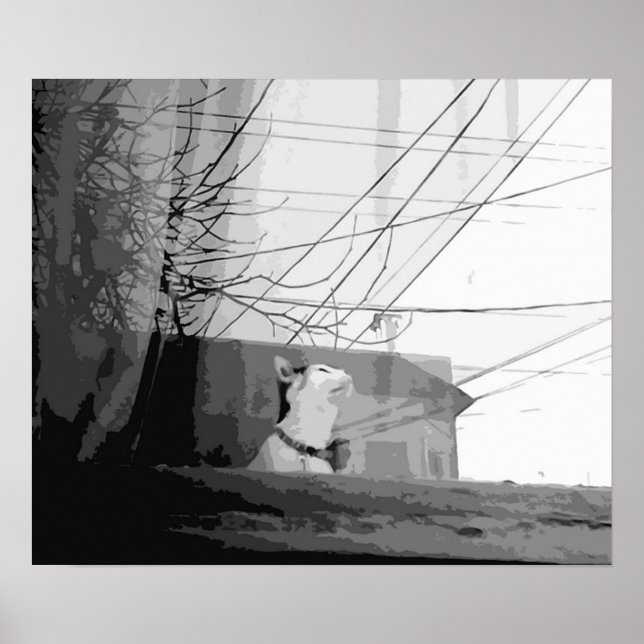 Póster Cuna del gato (Frente)