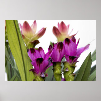 Póster Curcuma