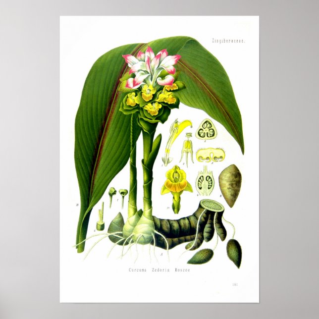 Póster Curcuma zedoaria (Frente)