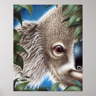Póster Curios Koala Poster