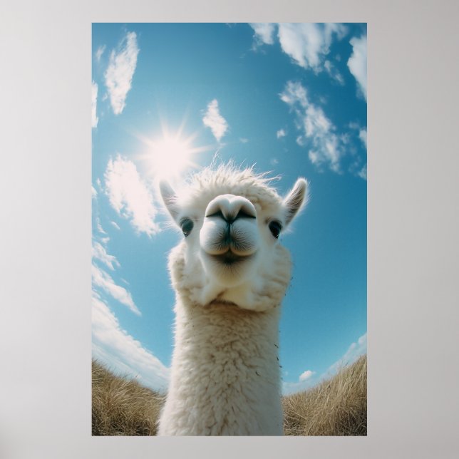 Póster Curiosa Alpaca bajo el sol (Frente)