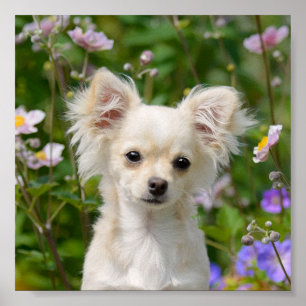 Póster Curiosa crema de pelo largo Chihuahua Perro cachor